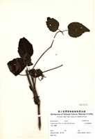 藏品(森氏鐵線蓮)的圖片